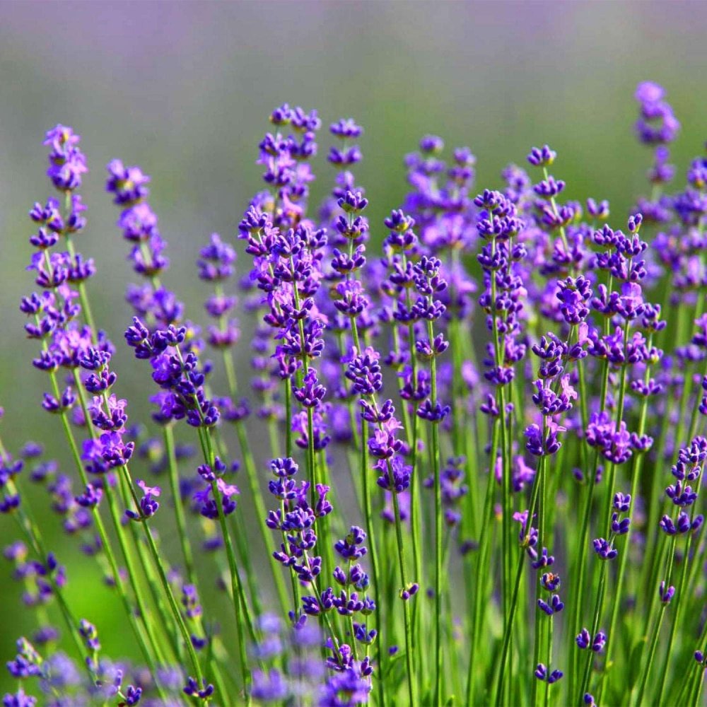 LaDrôme Blütenwasser mit Lavendel (200ml) - Körperpflege - AKTION - biorundum