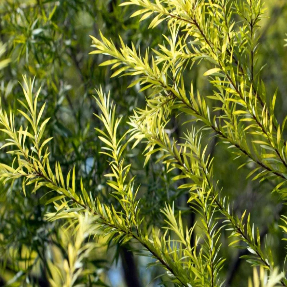 LaDrôme Laboratoire - Blütenwasser mit Teebaum (200ml) - Körperpflege - Antibakteriell - biorundum